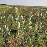 Ö1 - Vom Leben der Natur - Oliven in Österreich (2)