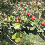 Vom Leben der Natur - Weißdorn - der unterschätzte Allrounder (4)